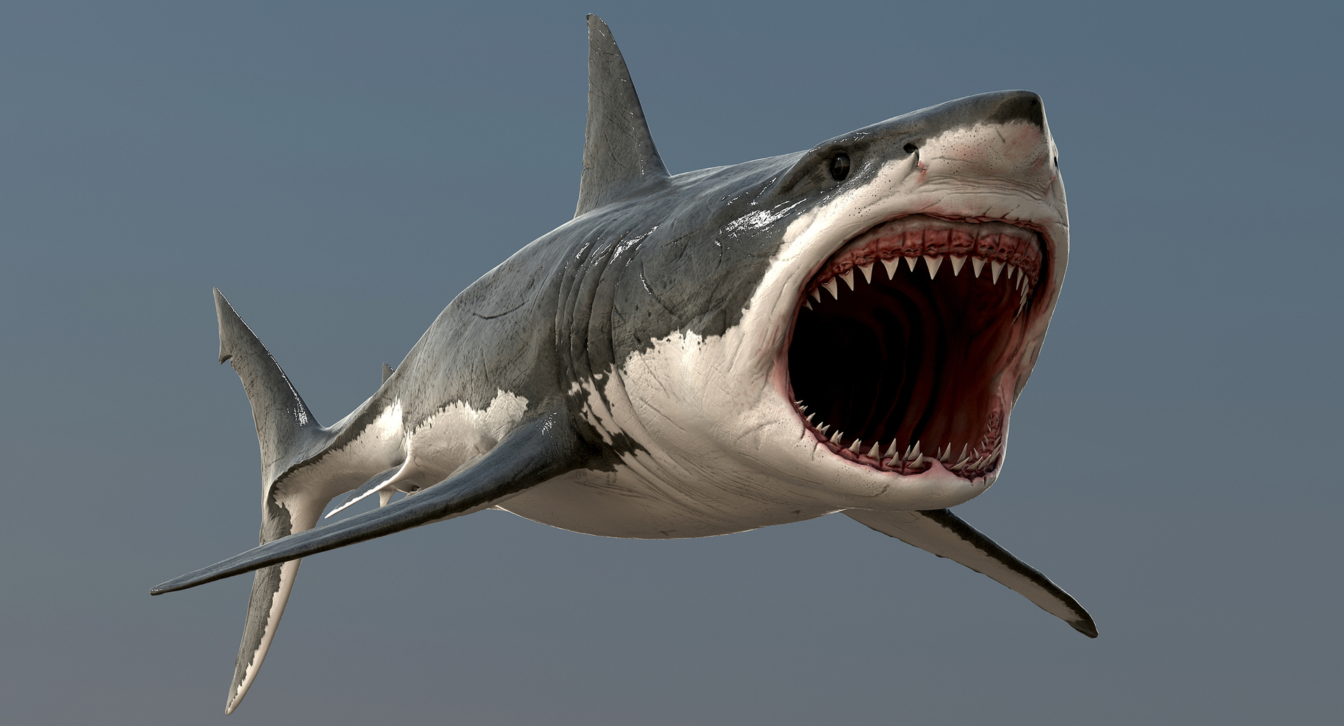 realistic great white shark 3d model