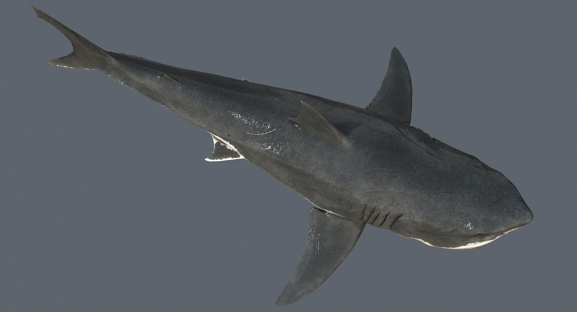 realistic great white shark 3d model https://p.turbosquid.com/ts-thumb/GS/N5Nubi/lwDDmQNp/shark05_1200/jpg/1438947920/1920x1080/fit_q87/4b4e6cd3ef9314e09219960e40464af36b4cff7f/shark05_1200.jpg