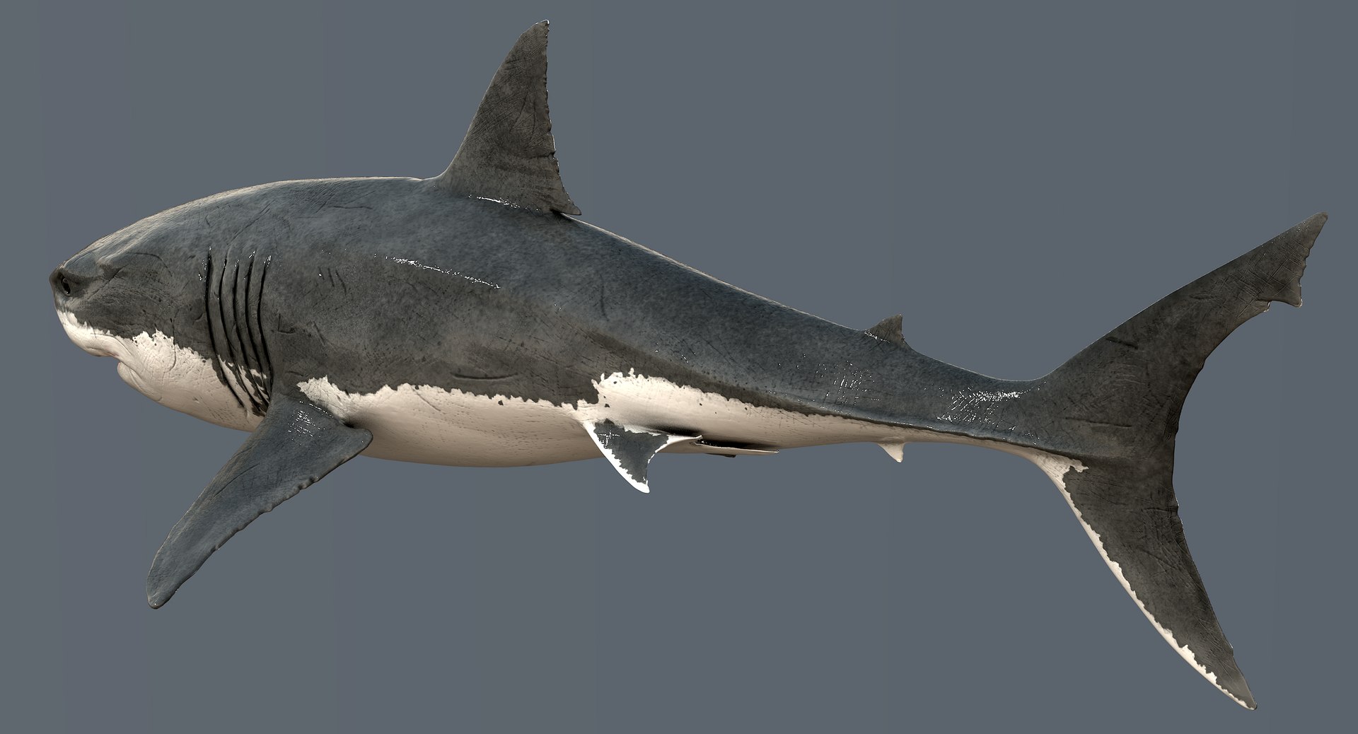 realistic great white shark 3d model https://p.turbosquid.com/ts-thumb/GS/N5Nubi/siFFDmFK/shark16/jpg/1438948185/1920x1080/fit_q87/6d06f6473a923d7c6a89c0570716ef1dbc8a5e8e/shark16.jpg
