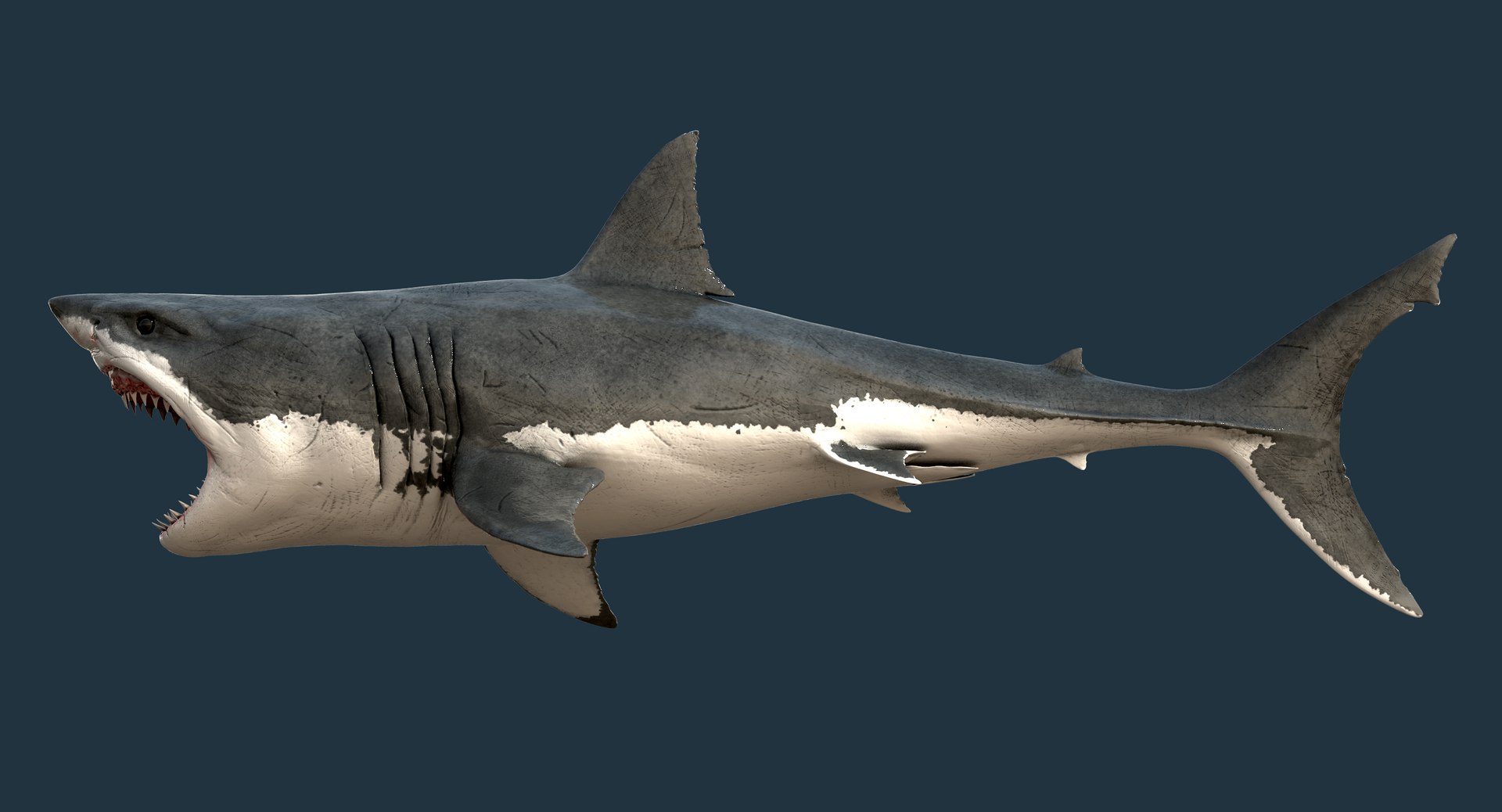 realistic great white shark 3d model https://p.turbosquid.com/ts-thumb/GS/N5Nubi/tArs6P4x/shark14/jpg/1438948185/1920x1080/fit_q87/3754f61ce89605e3efaaf5e33d5ffed4ebcf7797/shark14.jpg