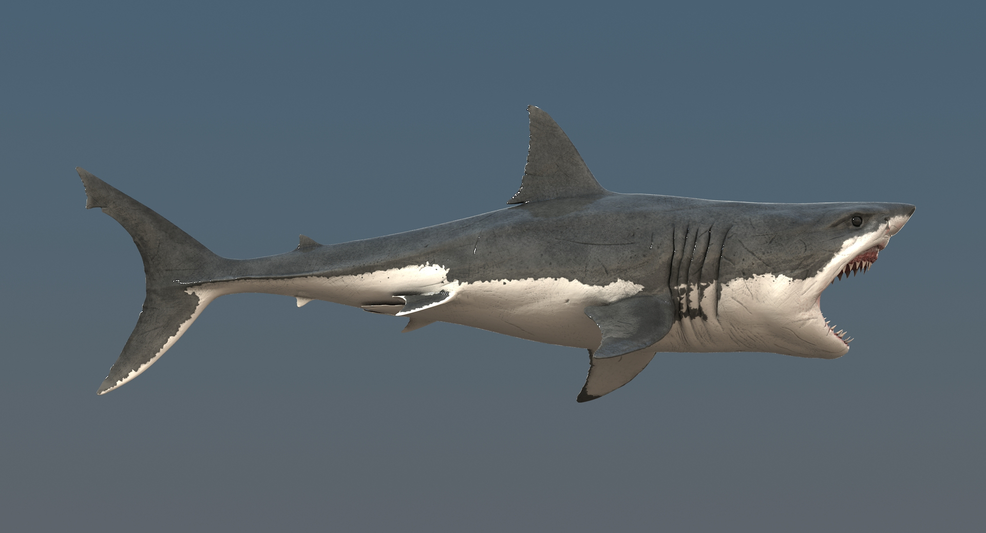 realistic great white shark 3d model https://p.turbosquid.com/ts-thumb/GS/N5Nubi/w6Lj28xo/shark/jpg/1439048169/1920x1080/turn_fit_q99/9c649cf3d0f1221588a96799c5a4e2971a01afa6/shark-1.jpg