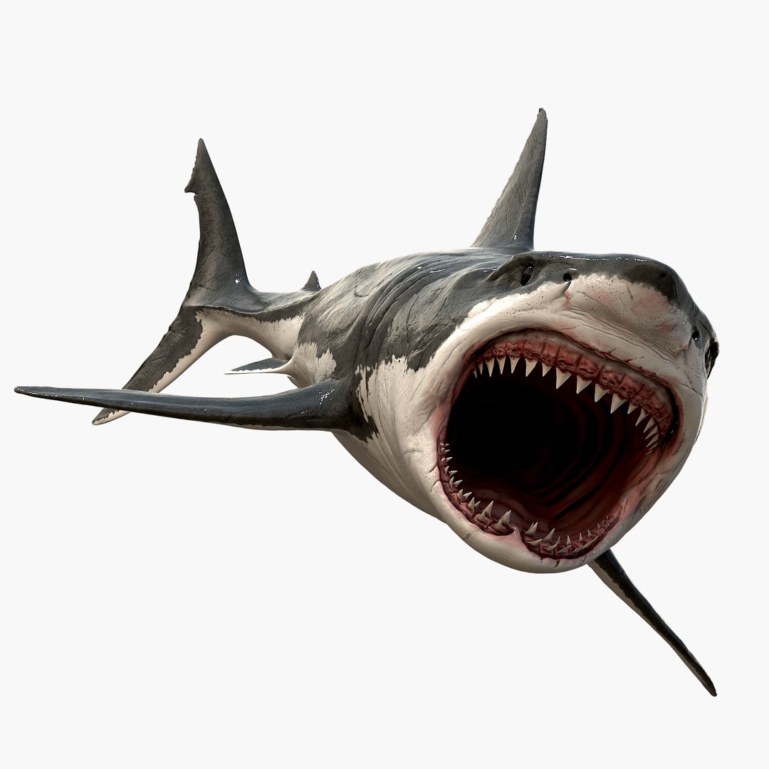 realistic great white shark 3d model https://p.turbosquid.com/ts-thumb/GS/N5Nubi/yC4GdFnF/signature01/jpg/1438948195/1920x1080/fit_q87/8d5a48b17ff3907df3677419595273d1b838a886/signature01.jpg