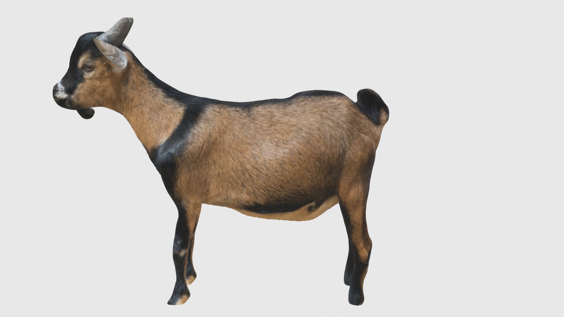 Low Poly Goat Rigged With Realistic Texture 3D - TurboSquid 1876127