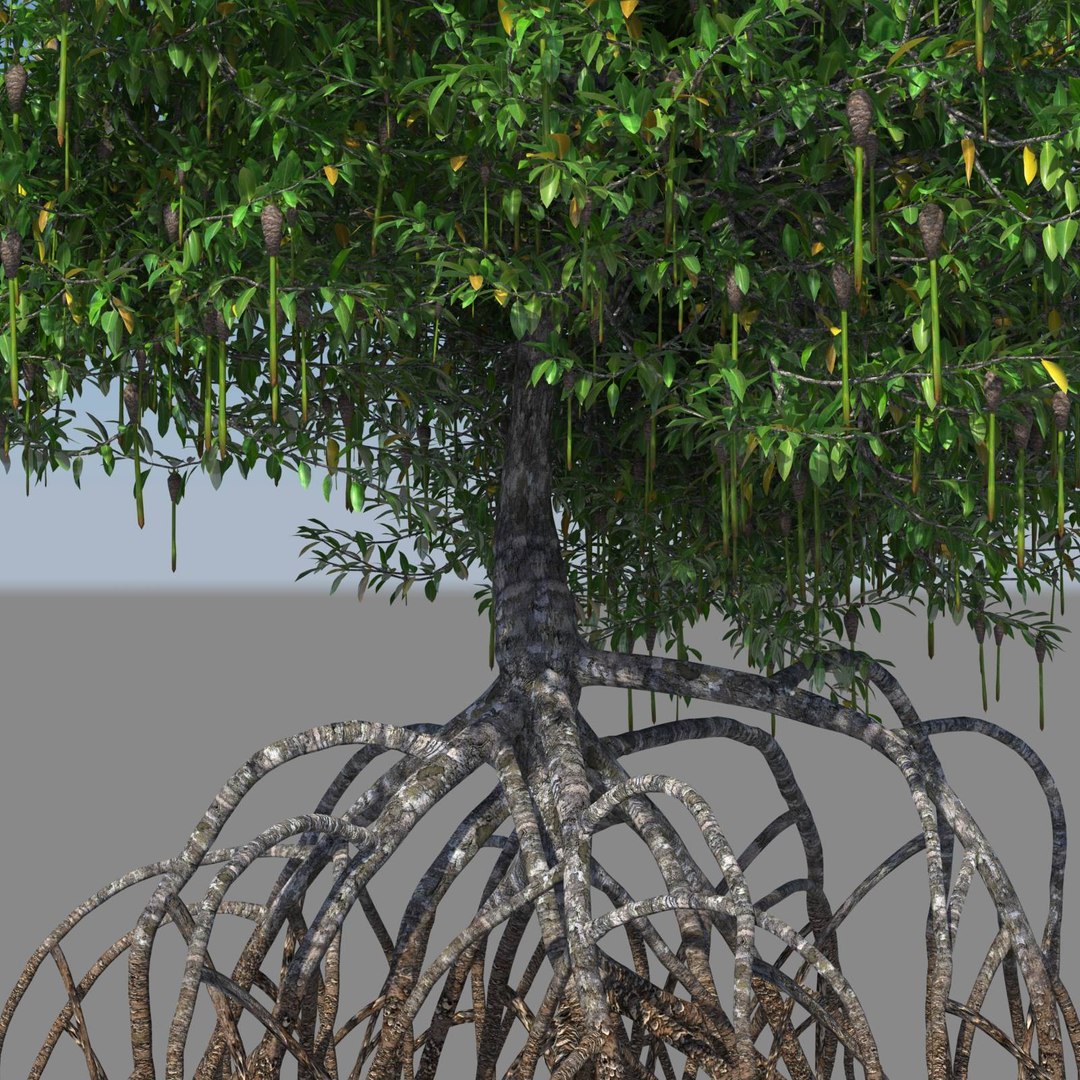 Mangrove Bushes 3d Model