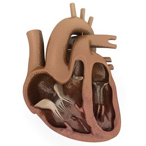 dxf heart section
