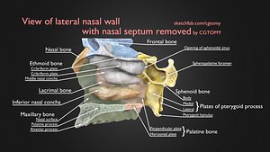 Lateral Nasal Wall With Nasal Septum Removed