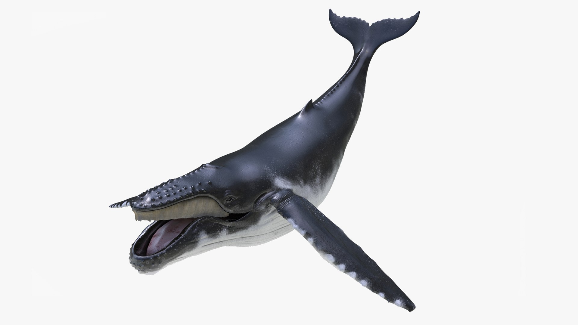 Humpback Whale Rigged for Maya 3D model preview