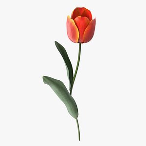 Red and Yellow Tulip Flower model