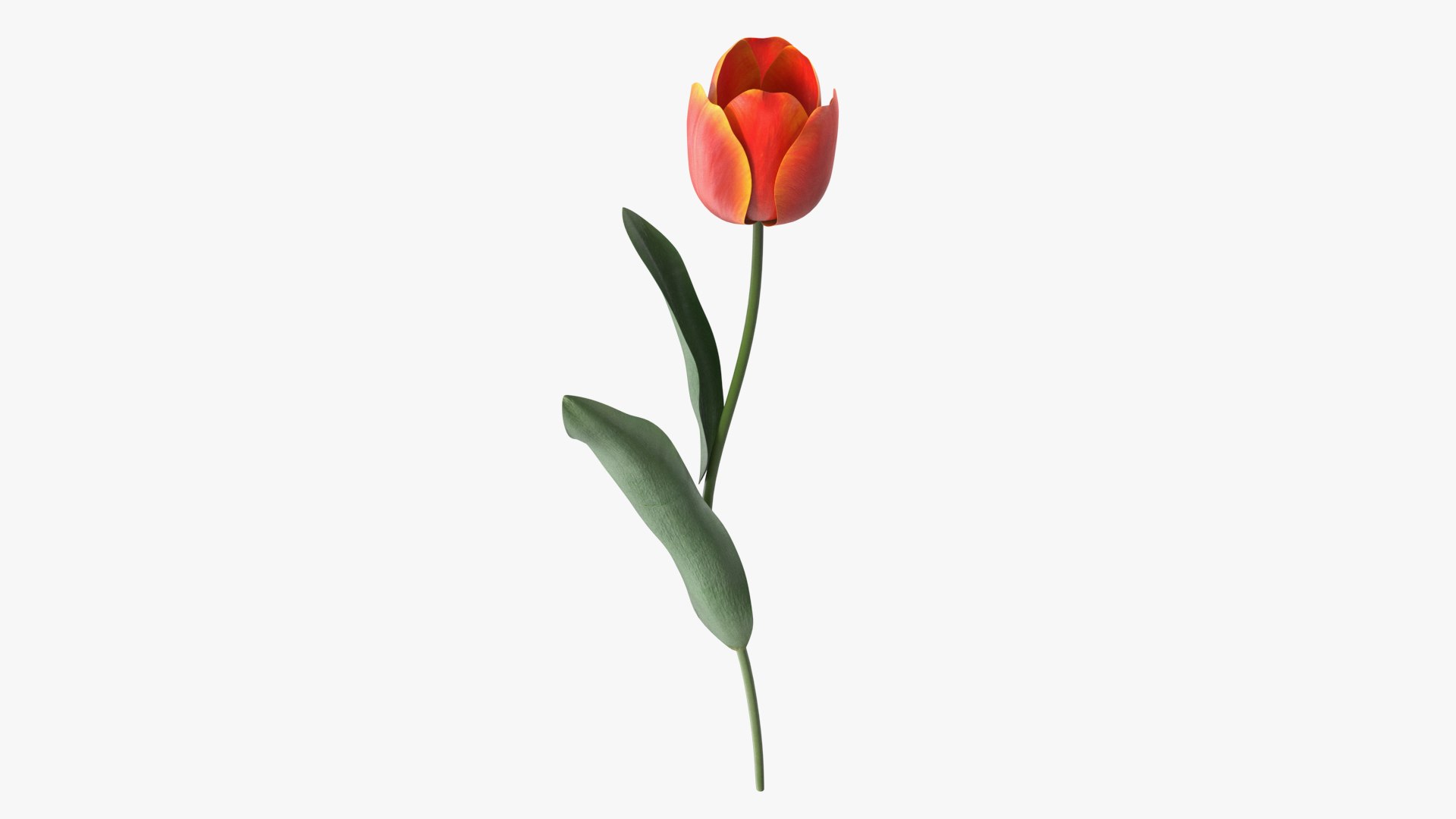 Red and Yellow Tulip Flower 3D model preview