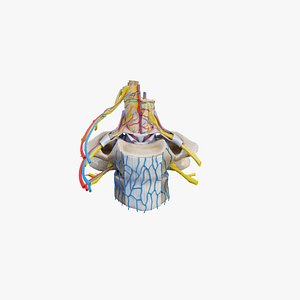 Vertebra Cross Section Spinal Anatomy 3D Model
