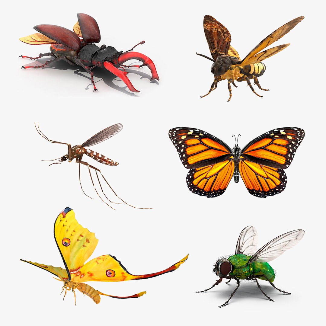 Rigged Flying Insects Collection 3D model preview