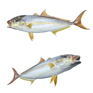 Amberjack Fish