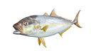 Amberjack Fish