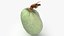 Green Almond - 3D Scanned