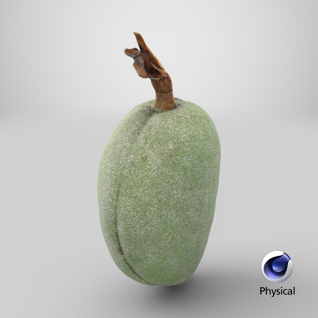 Green Almond - 3D Scanned 3D https://p.turbosquid.com/ts-thumb/GT/C3jlEy/oN/stemcell_cinema_4d_physical_render/png/1782396131/1920x1080/fit_q87/033061068e2231deb5a0de0a0d0f20421ec4658d/stemcell_cinema_4d_physical_render.jpg