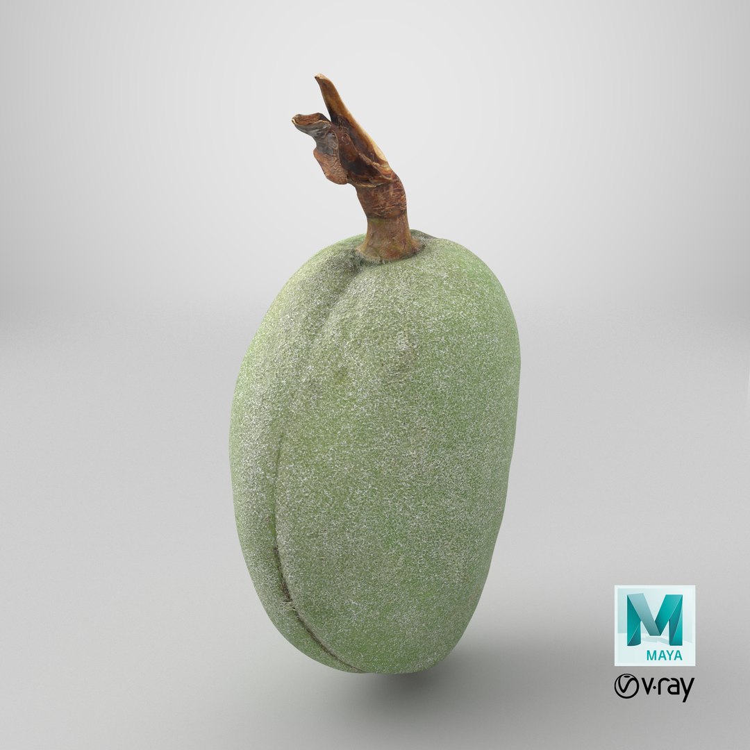 Green Almond - 3D Scanned 3D https://p.turbosquid.com/ts-thumb/GT/C3jlEy/s7/stemcell_maya_vray_render/png/1782396127/1920x1080/fit_q87/67c21bcea39cbe5c961eb5f72123ce45ddea9e0a/stemcell_maya_vray_render.jpg