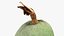 Green Almond - 3D Scanned