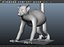 Lemur ring-tailed
