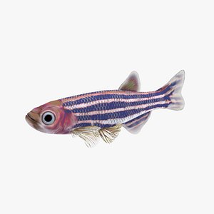 Zebra Tropical Fish Rigged 3D model