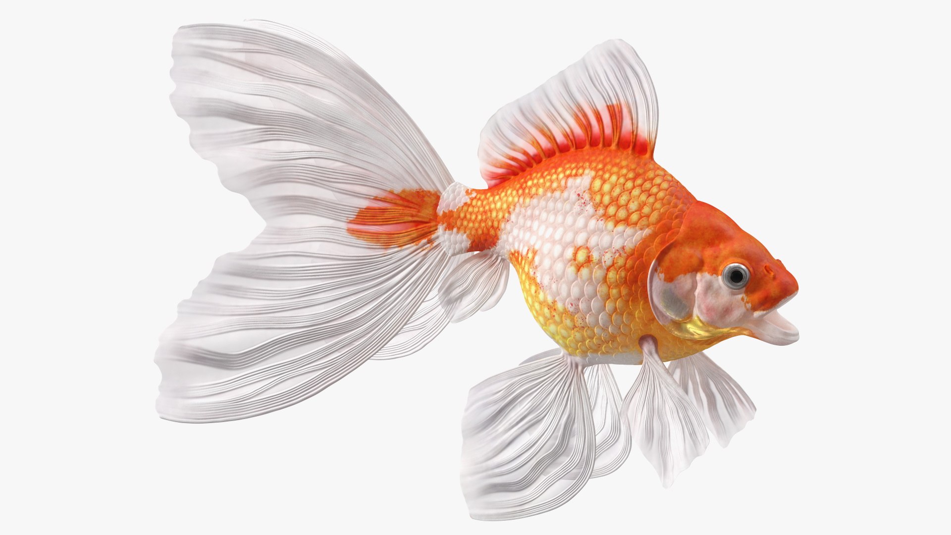 White Goldfish Aquarium Fish Rigged for Modo 3D model preview