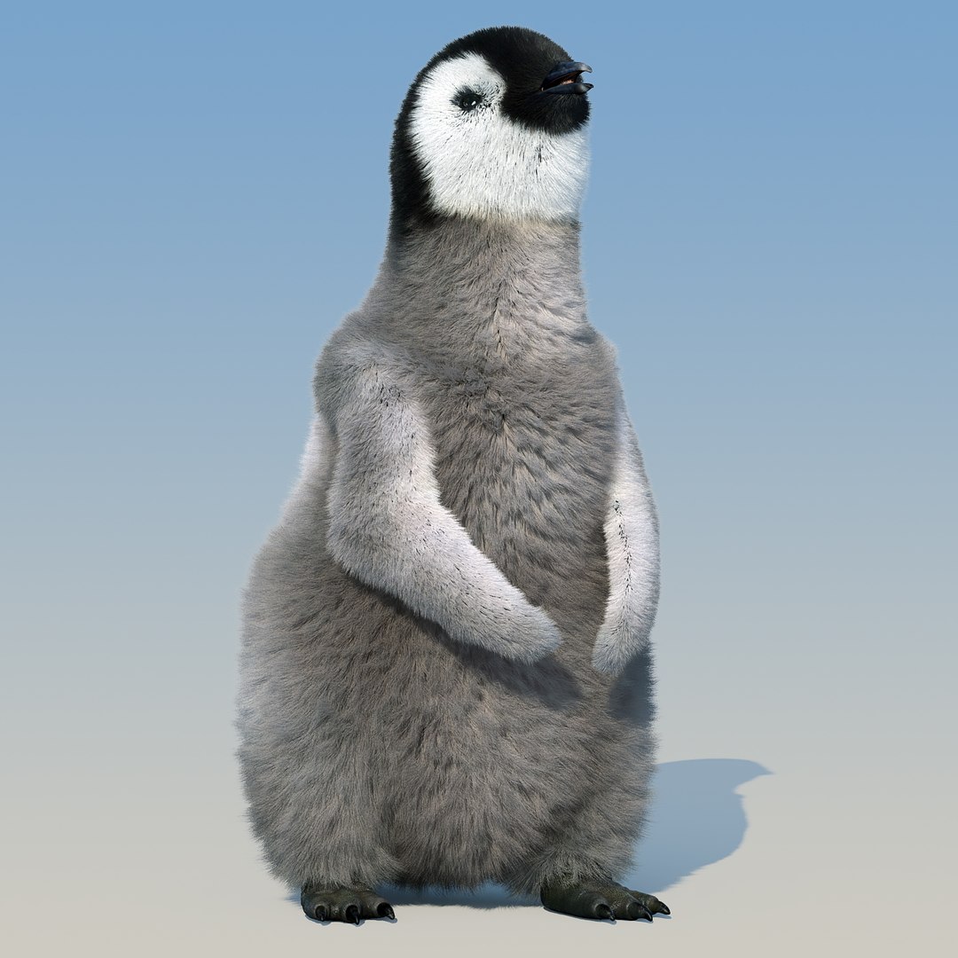emperor penguin chick fur 3d model https://p.turbosquid.com/ts-thumb/GT/TWqnGn/1ZVM0SWb/chick_fur_rigged_06/jpg/1476350417/1920x1080/fit_q87/3210a6f37fcf0fcf82ce7af3102aa660aa2d6001/chick_fur_rigged_06.jpg