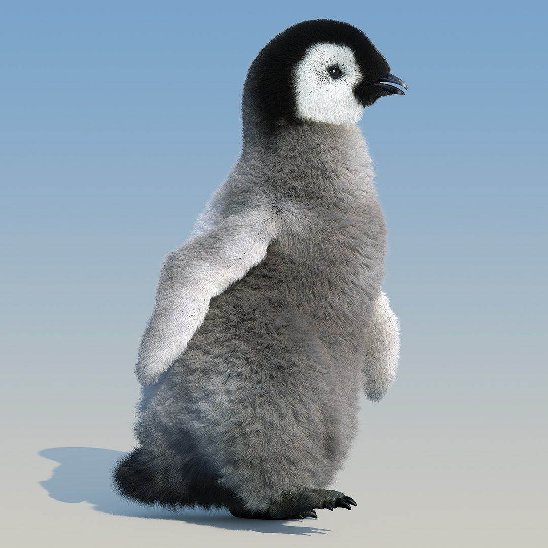emperor penguin chick fur 3d model https://p.turbosquid.com/ts-thumb/GT/TWqnGn/6WHLDD6T/chick_fur_rigged_03/jpg/1476350178/1920x1080/fit_q87/e85835266d0270b41030af0208ea64b570449ef8/chick_fur_rigged_03.jpg