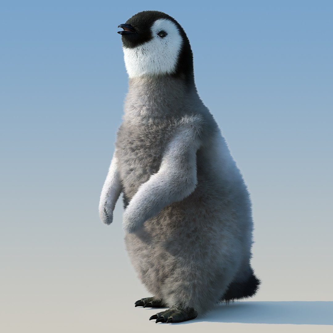 emperor penguin chick fur 3d model https://p.turbosquid.com/ts-thumb/GT/TWqnGn/9QI2weOw/chick_fur_rigged_08/jpg/1476350417/1920x1080/fit_q87/ec4a2f074909060e314704f8047e3d7f12090fb7/chick_fur_rigged_08.jpg
