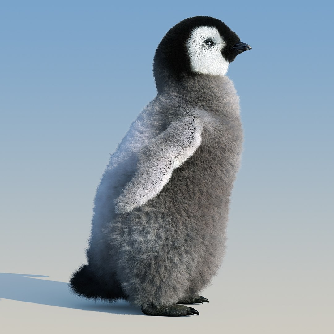 emperor penguin chick fur 3d model https://p.turbosquid.com/ts-thumb/GT/TWqnGn/NuOcN4SN/chick_fur_03/jpg/1476350478/1920x1080/fit_q87/5373994fb860a76f3522087a6778002e3b027fd4/chick_fur_03.jpg