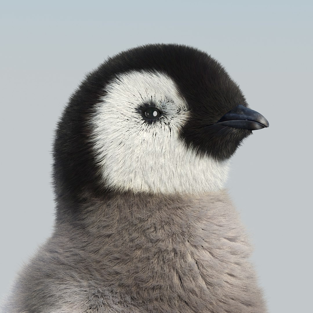 emperor penguin chick fur 3d model https://p.turbosquid.com/ts-thumb/GT/TWqnGn/YSUWSrxh/chick_fur_09/jpg/1476350478/1920x1080/fit_q87/d675f396b91fb674fd871182ee0c929ff6f76354/chick_fur_09.jpg