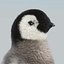 Emperor Penguin Chick(FUR)(RIGGED)