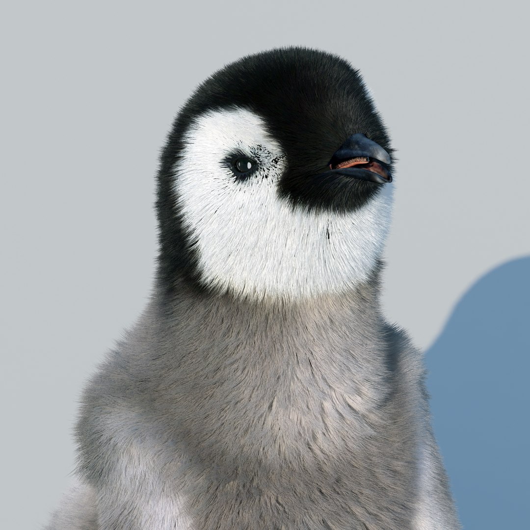 emperor penguin chick fur 3d model https://p.turbosquid.com/ts-thumb/GT/TWqnGn/wRIkQwxc/chick_fur_rigged_07/jpg/1476350417/1920x1080/fit_q87/60c3ebede894780445d20bc5ae9f37a24e22256e/chick_fur_rigged_07.jpg