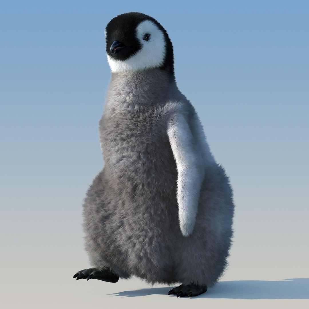 emperor penguin chick fur 3d model https://p.turbosquid.com/ts-thumb/GT/TWqnGn/yI43Mxlk/chick_fur_rigged_04/jpg/1476350416/1920x1080/fit_q87/a42919132dca57f8fb3f55012a1d406bac3114c5/chick_fur_rigged_04.jpg