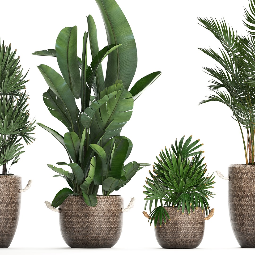 Houseplants Exotic Plants 3D Model - TurboSquid 1493373