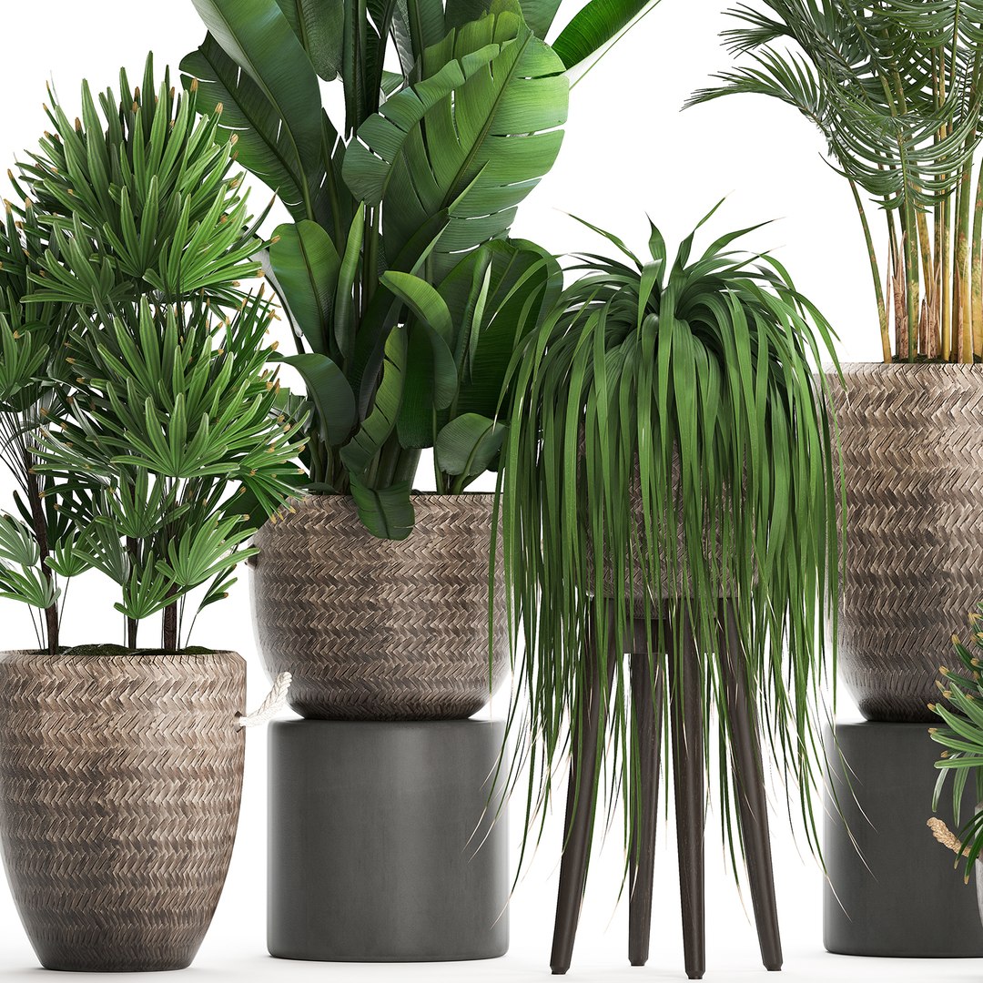 Houseplants exotic plants 3D model - TurboSquid 1493373