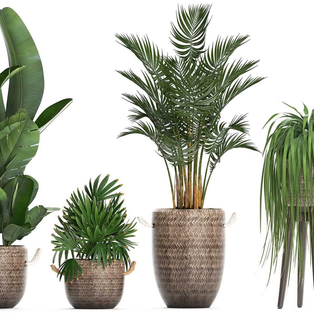 Houseplants Exotic Plants 3D Model - TurboSquid 1493373