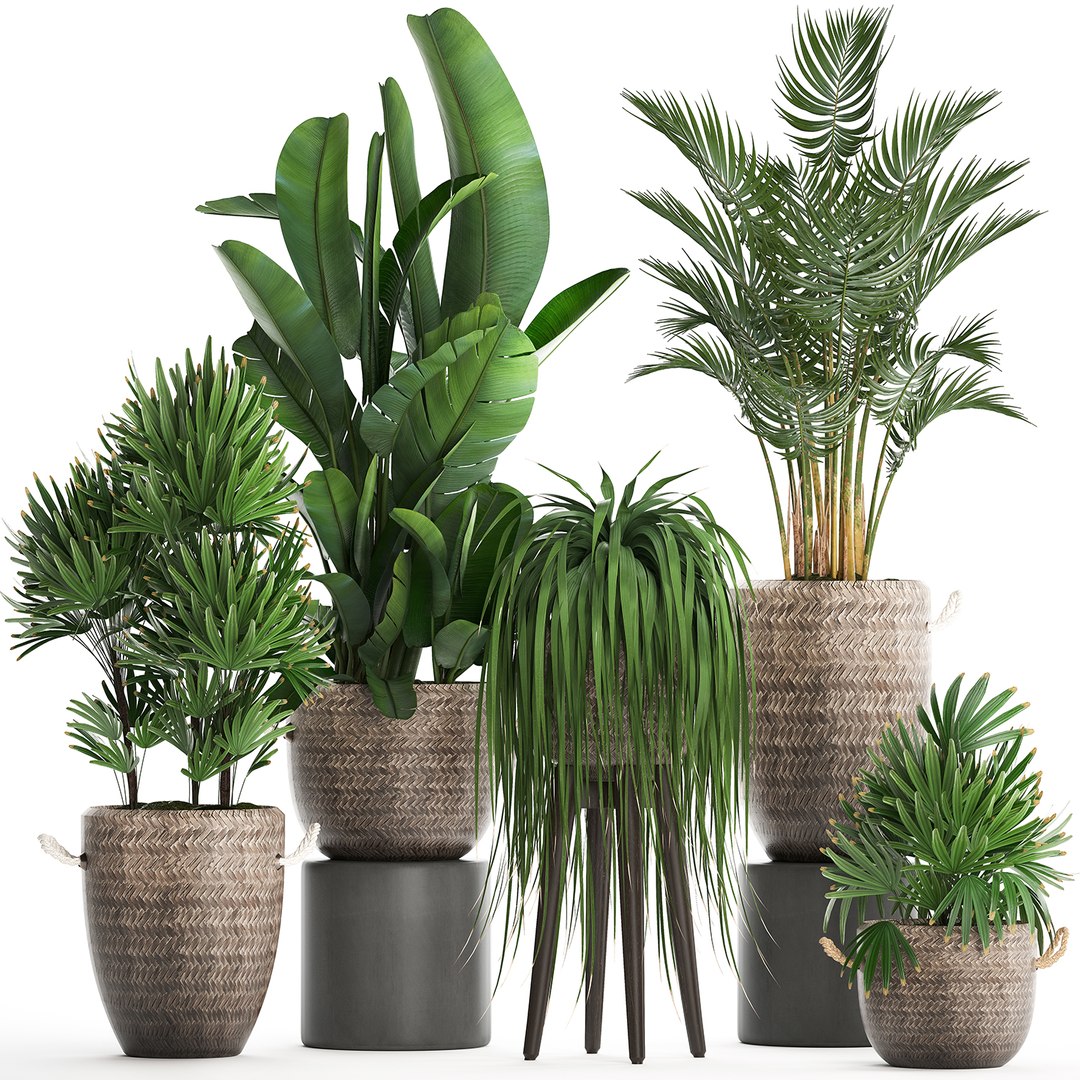 Houseplants Exotic Plants 3D Model - TurboSquid 1493373