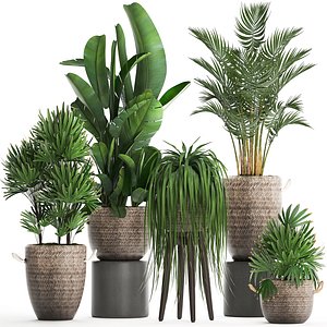 室内植物外来植物3D模型