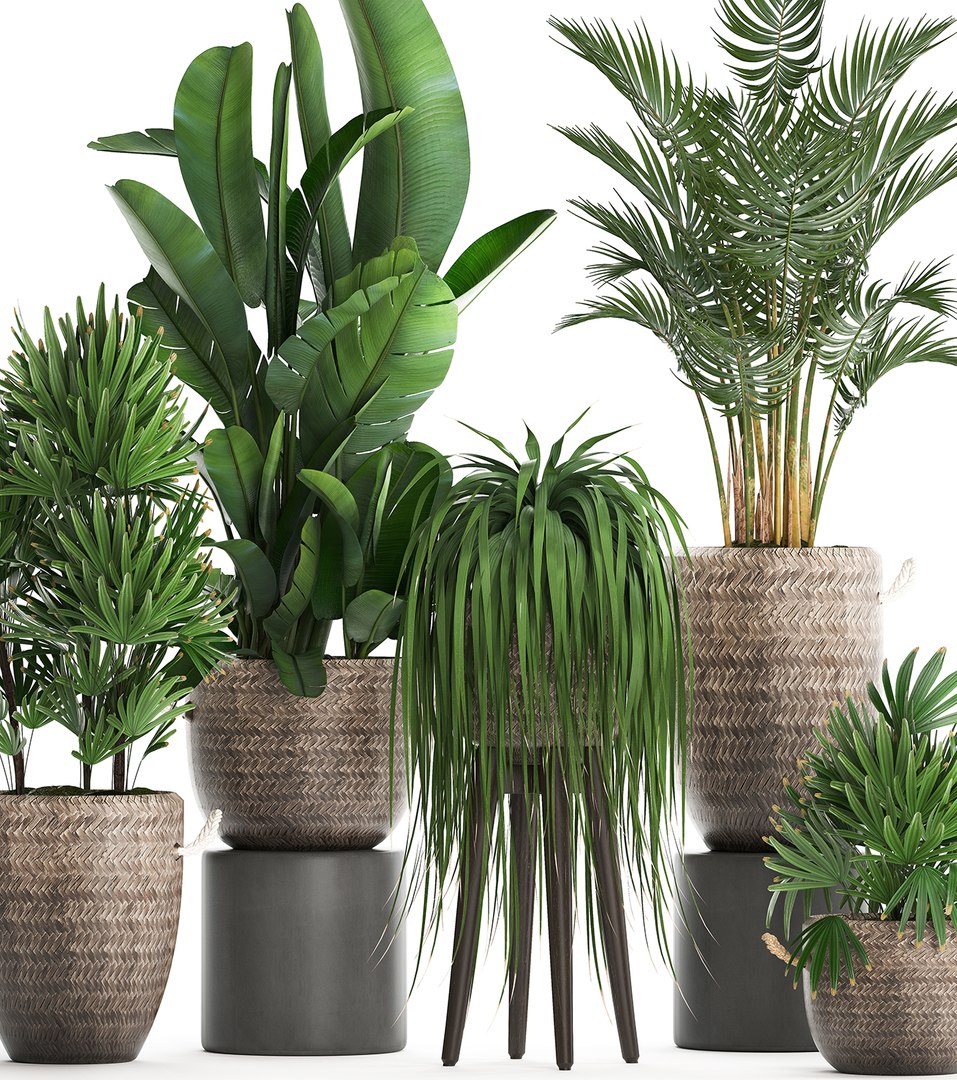 Houseplants exotic plants 3D model - TurboSquid 1493373