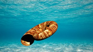 obj ammonite fossil