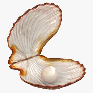 3D clam shell pearl animation model