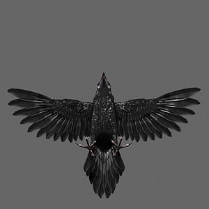 3D Raven Model