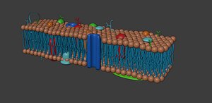 3D overview plasma membrane model
