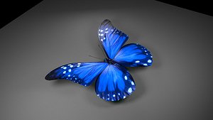 butterfly hd 3d model
