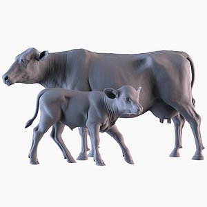 Cow and Calf model