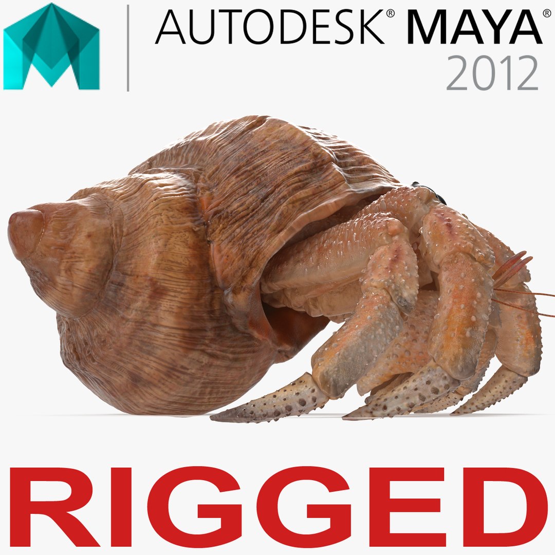 Hermit Crab Rigged for Maya 3D Model 3D model preview