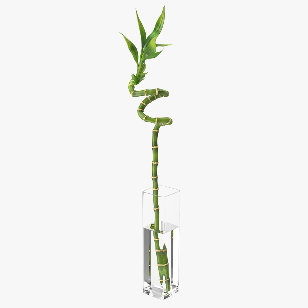 Lucky Bamboo 3D model preview