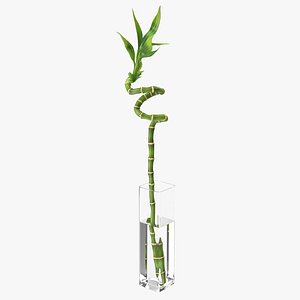 Lucky Bamboo