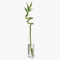 Lucky Bamboo