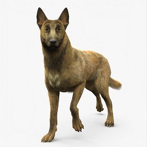 Shepherd Dog Gold Brindle Fur Rigged for Maya