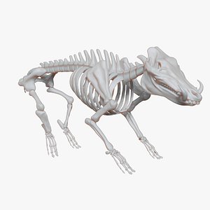 3D Boar Skeleton